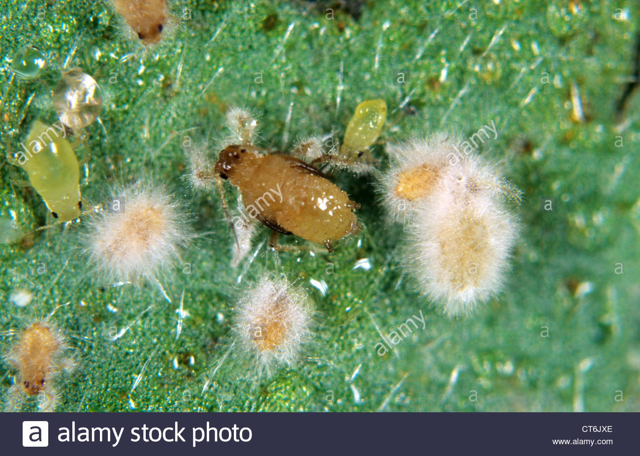 entomopathogenic fungi pest control